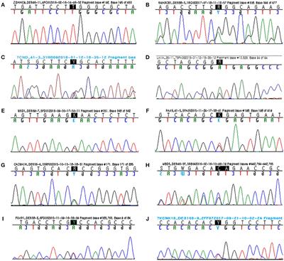 Targeted Next-Generation Sequencing of Korean Patients With Developmental Delay and/or Intellectual Disability